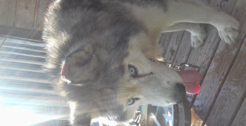 husky