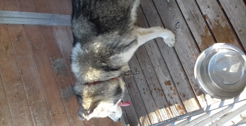 husky4