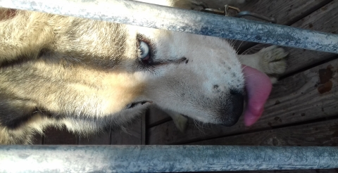 husky2