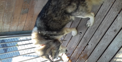 husky3