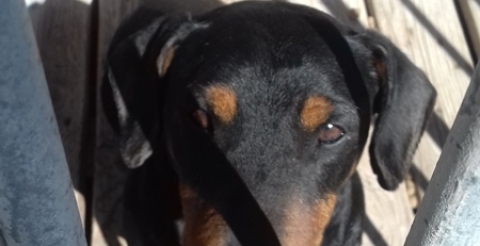 dog4