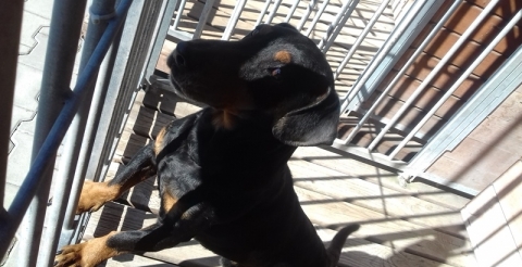 dog3