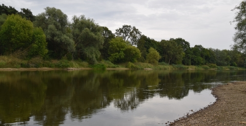 5_Warta