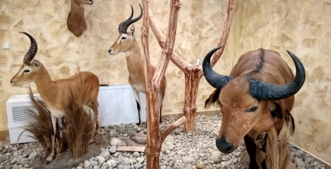 1 Muzeum Przyrodniczo-Łowieckie w Uzarzewie - inspiracja dla filmu i książki Tarapaty 2 (fot