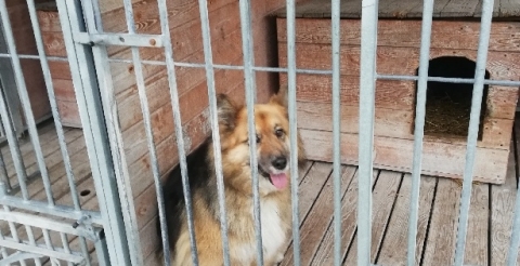Znaleziono psa w Mosinie