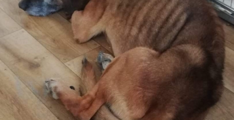 05-2023 Firmę Ptasior w Daszewicach przy ul. Poznaskiej