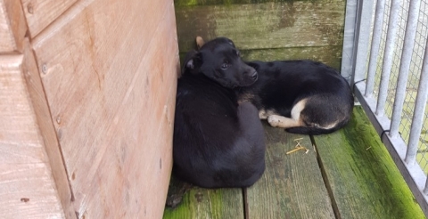 3 małe pieski w typie mieszańca