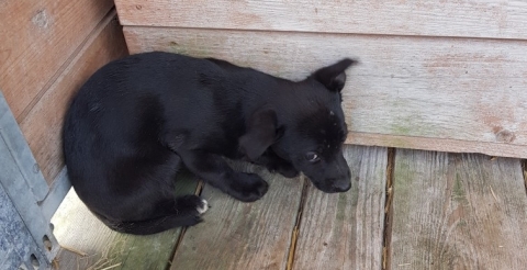 3 małe pieski w typie mieszańca