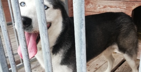 Kontakt w sprawie psa w siedzibie ZUK Mosina