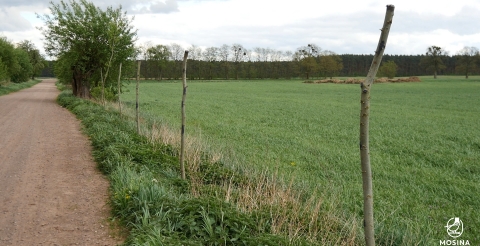 3 Sadzenie żywokołów w Baranówku