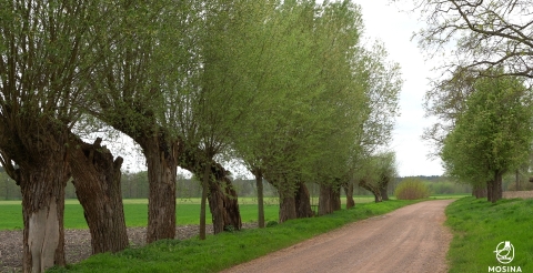 1 Sadzenie żywokołów w Baranówku