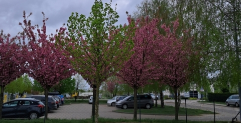 01 Nasadzenia wiosenne