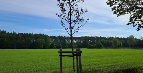 17 Nasadzenia wiosenne