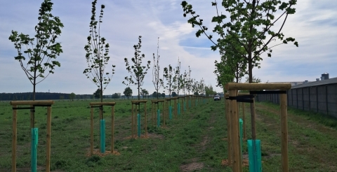 06 Nasadzenia wiosenne