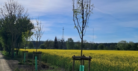 19 Nasadzenia wiosenne