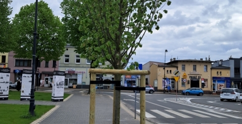 02 Nasadzenia wiosenne