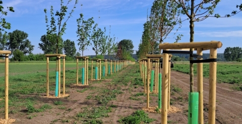 05 Nasadzenia wiosenne