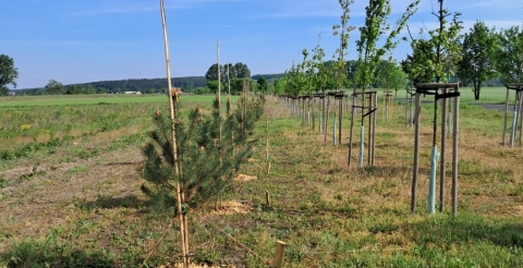 03 Nasadzenia wiosenne