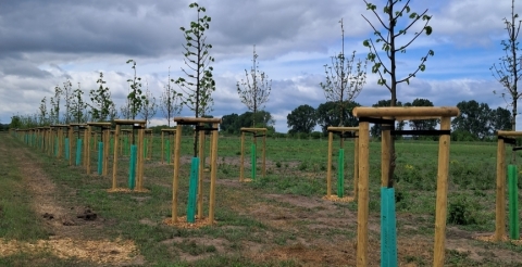 14 Nasadzenia wiosenne