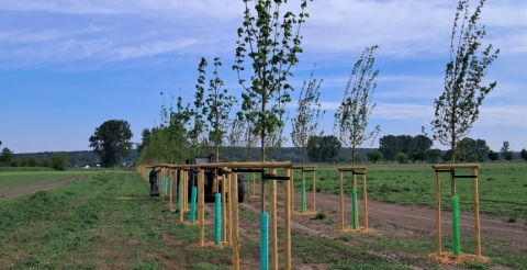 07 Nasadzenia wiosenne