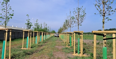 04 Nasadzenia wiosenne