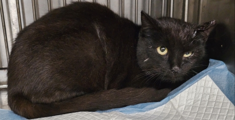 Szukamy właściciela kota