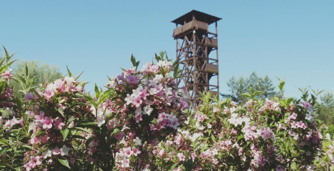 Będzie nowa wieża widokowa na mosińskich Gliniankach