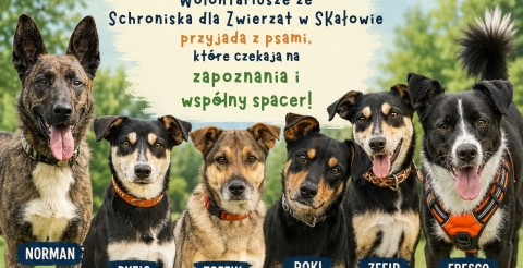 Psi przyjaciele czekają