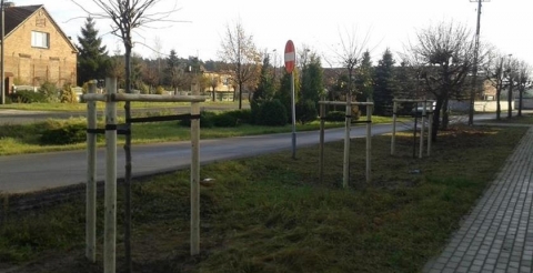 Lipy srebrzyste ‘Silver Globe’ wzdłuż ul