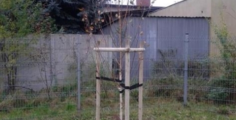 brooza pożyteczna Doorenbos plac zabaw Kalinowa Mosina (Copy)