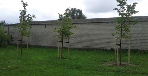 Lipy drobnolistne w Sasinowie