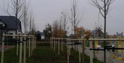 Lipy drobnolistne na terenie Szkoły Podstawowej w Krosinku