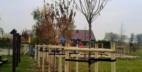 Wiśnie piłkowane ‘Kanzan’ na terenie Szkoły Podstawowej w Krosinku