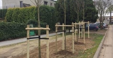 Jarzęby pospolite wzdłuż ul. Kołłątaja w Mosinie.