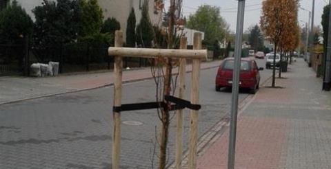 Dąb szypułkowy ‘Fastigiata’ przy ul