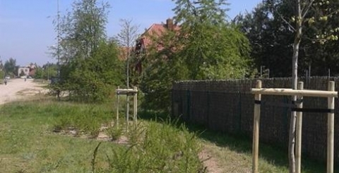 Lipy srebrzyste ‘Varsaviensis’ podsadzone tawułą nippońską na ul