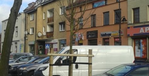 Lipa srebrzysta ‘Brabant’ na Placu 20 Października w Mosinie