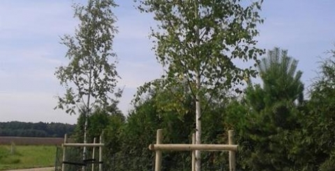 Brzozy brodawkowate Bolesławierc (Copy)