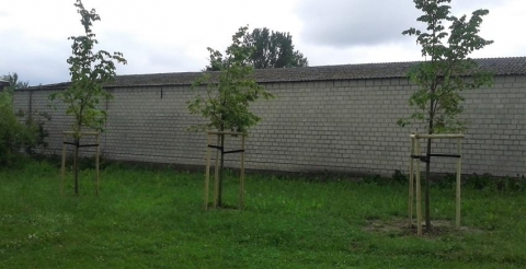 Lipy drobnolistne w Sasinowie (Copy)