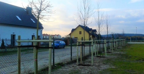 jarzęby i klony szkoła przy ul