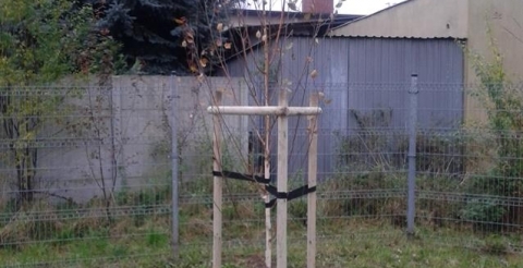 brzoza pożyteczna ul