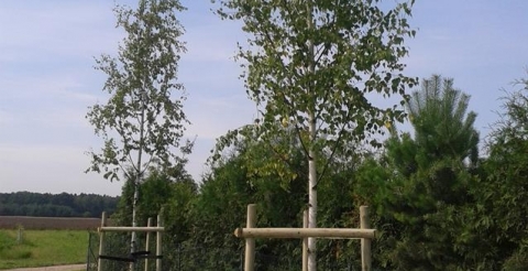 brzozy brodawkowate Bolesławiec.