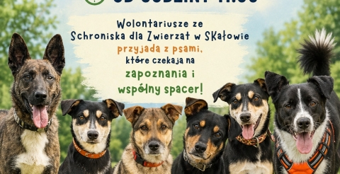 plakat Skalowo