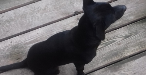 dog2