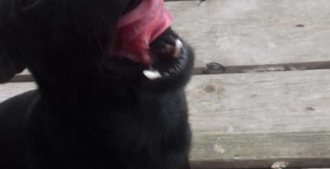 dog1