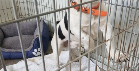 Pies nr 07/2023 Czapury