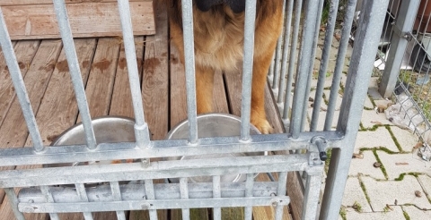 Pies odłowiony w dniu 07.02.2023 r.  przez Straż Miejską w Baranówku.