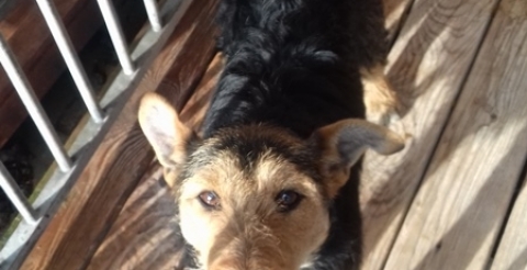 dog sowiniec 4