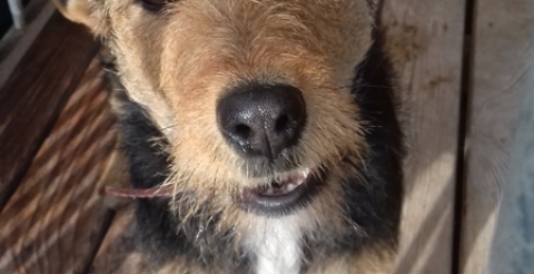 dog sowiniec