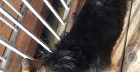 dog sowiniec 3